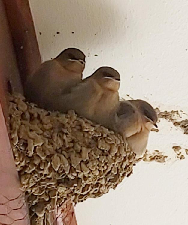 At Our Meerkat And Rehoboth Self Catering Lodges, Apartment *