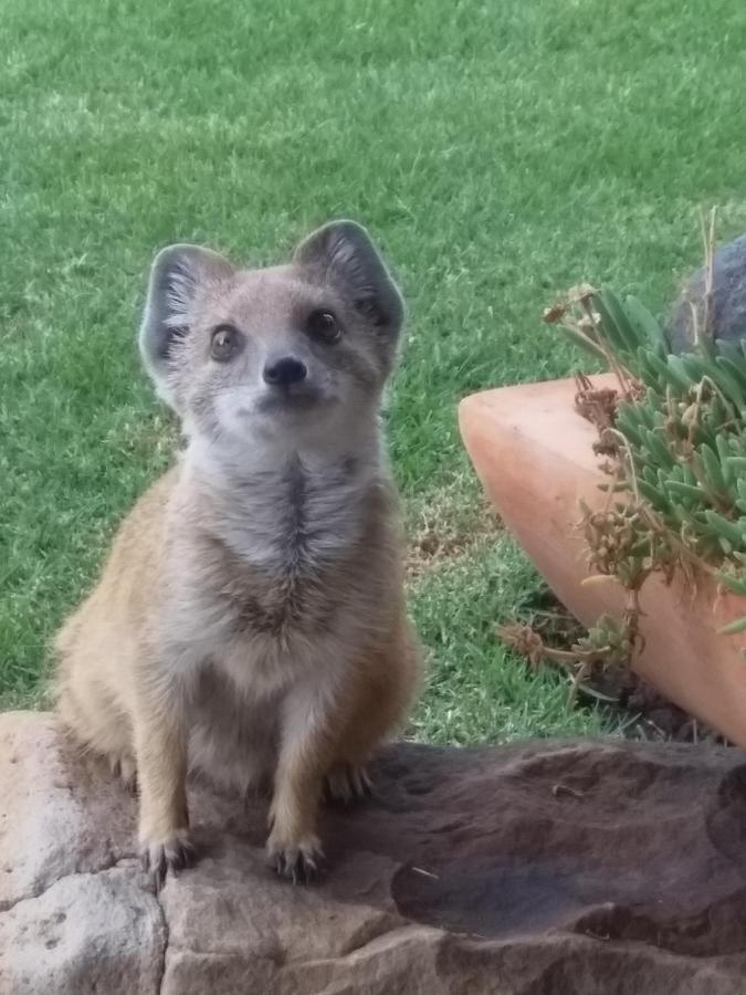 At Our Meerkat And Rehoboth Self Catering Lodges, *